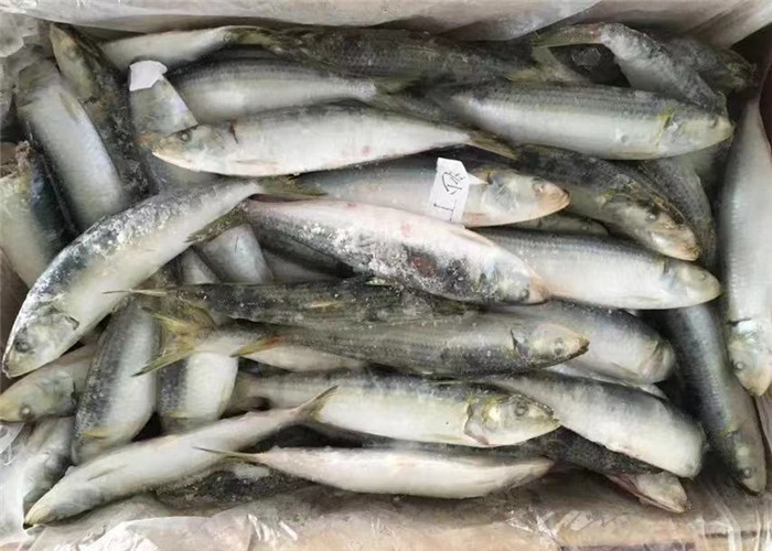 Сардины веса сети 90g Lemuru 100% сардинеллы замороженные все
