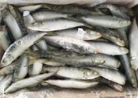Sardinella Lemuru 100% Net Weight 90g Frozen Whole Sardines
