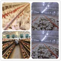 Optimize Poultry Health And Egg Production With Calcium Amino Acid Chelate Inclusion In Poultry Feed Formulations