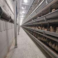 tipo gaiola de 90-160Birds A da galinha, equipamento de cultivo de aço da camada Q235