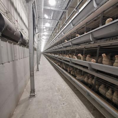 tipo gaiola de 90-160Birds A da galinha, equipamento de cultivo de aço da camada Q235