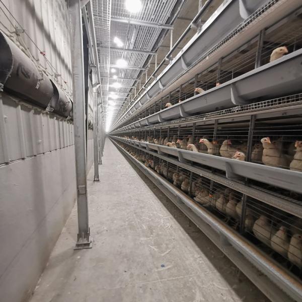 tipo gaiola de 90-160Birds A da galinha, equipamento de cultivo de aço da camada Q235