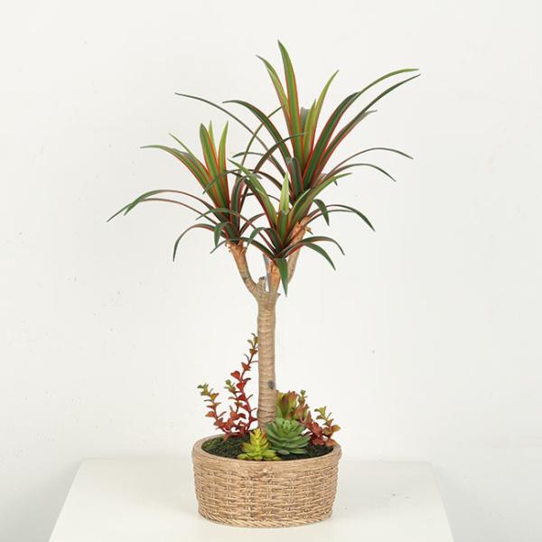 Planta home do Dracaena da falsificação da decoração/árvore artificial dos bonsais com potenciômetro do cimento