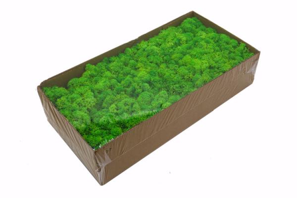 Musgo de rena preservado estabilizado bonito preservado da decoração interior da decoração da parede do musgo
