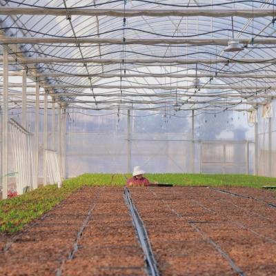 Estufas de luz solar de arco duplo com vibrador de neve Durável e resistente a intempéries