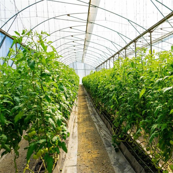 Único período da estufa plástica agrícola lateral do túnel do tomate do sistema de ventilação