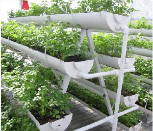 Large Size Hydroponic Farming Greenhouse For Vegetable Fruits Growth