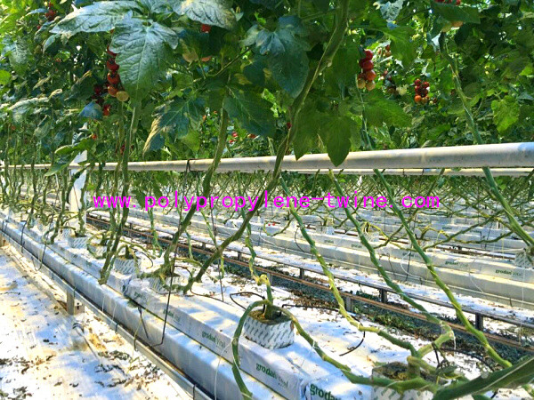 1mm 2mm 3mm UV PP Packing Tomato Tying Twine For Agriculture