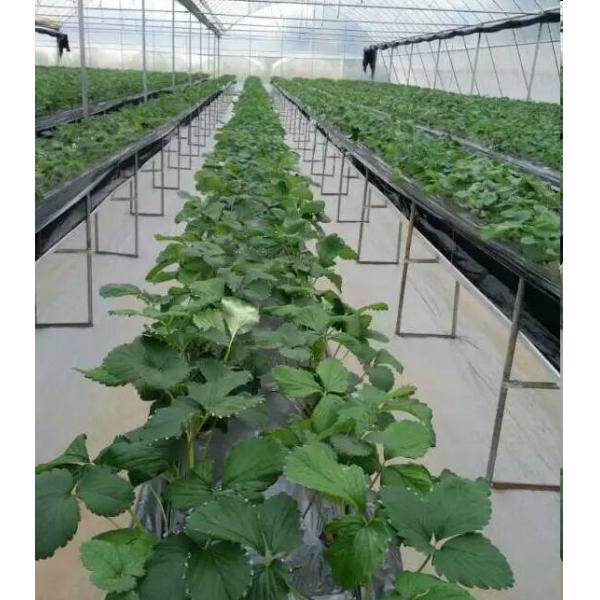 Transparent Greenhouse Strawberry Production , Anti Fog Plastic Film Greenhouse