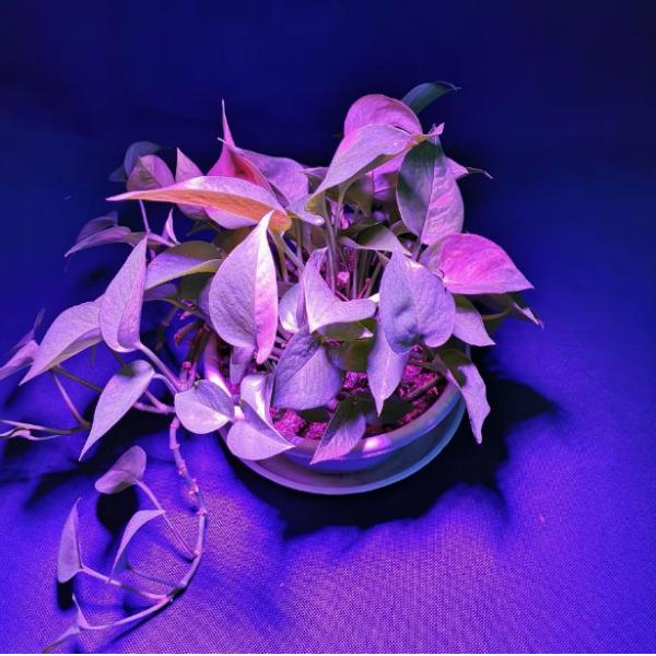 Hot Sale PAR38 LED Grow Light Full Spectrum 12W 15W 18W for Flower Plants & Fruits LED Fill Light