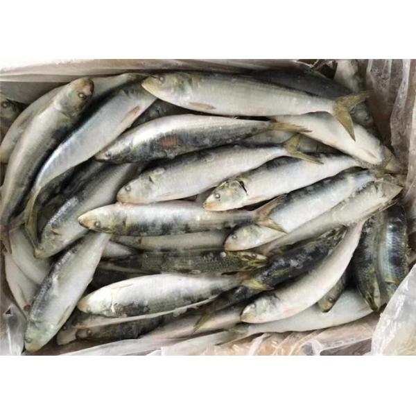Сардины круга 95g Lemuru сардинеллы все свежие замороженные