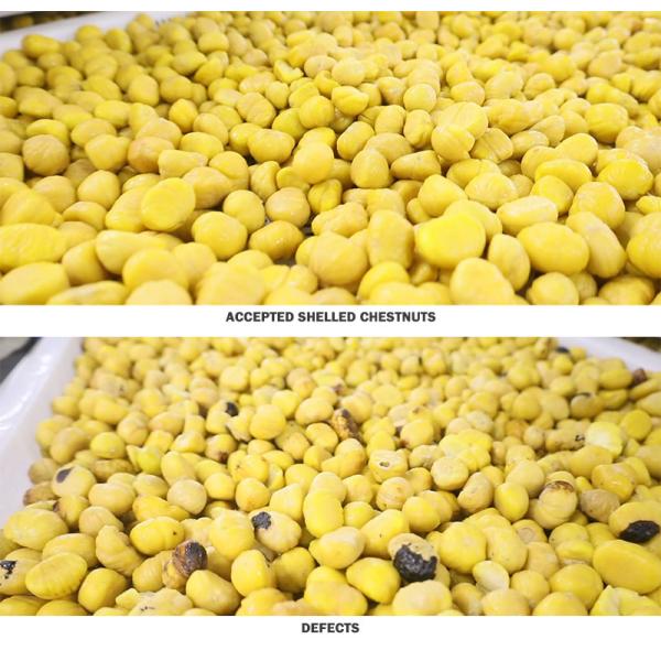 Clasificadora descascada 2 Ton/H de la nuez de la castaña de la eficacia alta