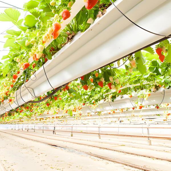 Cultiver en serre des fraises en verre Venlo commercialisé