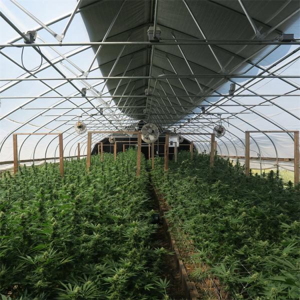 Black Film Light Deprivation Greenhouse Blackout Plastic With LED Grow Light