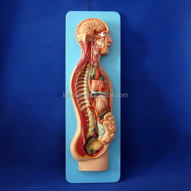 Detailed Human Life Size Anatomical Model for Automatic Nervous System and Torso Organs