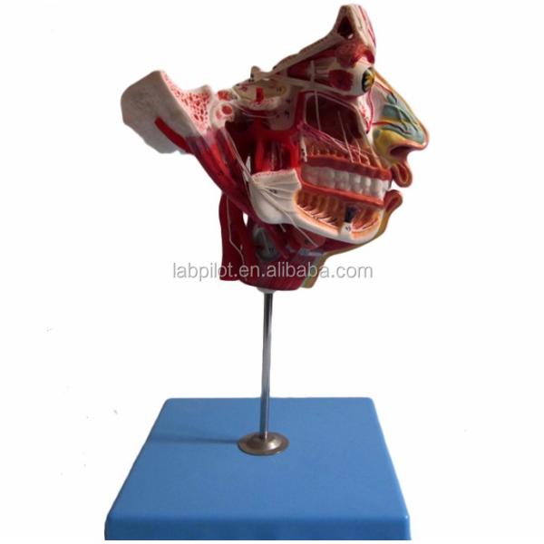 Human Life Size Head and Face Anatomy Model for Patients Care Demonstration