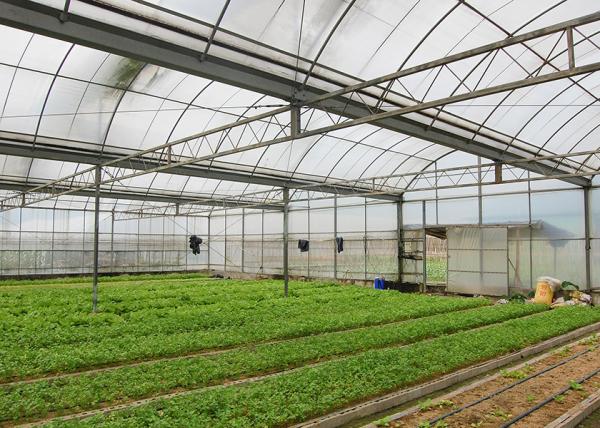 Résistance à la corrosion des serres de 12 à 14 m de largeur pour la culture de fleurs de légumes