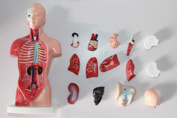 High  Quality Medical  Anatomy Organs Human Trunk Muscles Model Manikin For Surgery Skills Training