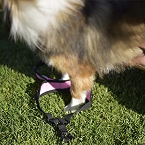 Comfort Patented Choke X Frame Nylon Dog Harness