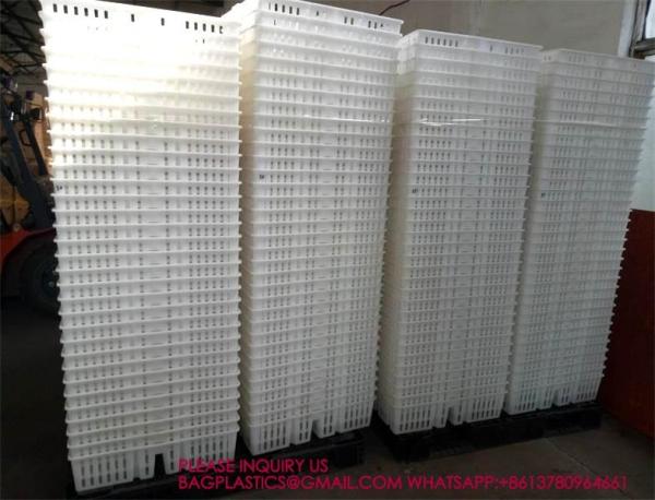 sustainable white chicken cage 680*490*160mm Virgin PP Transportation Chicken Cage