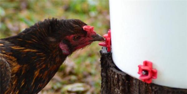 Bocais horizontais das aves domésticas de 360 graus