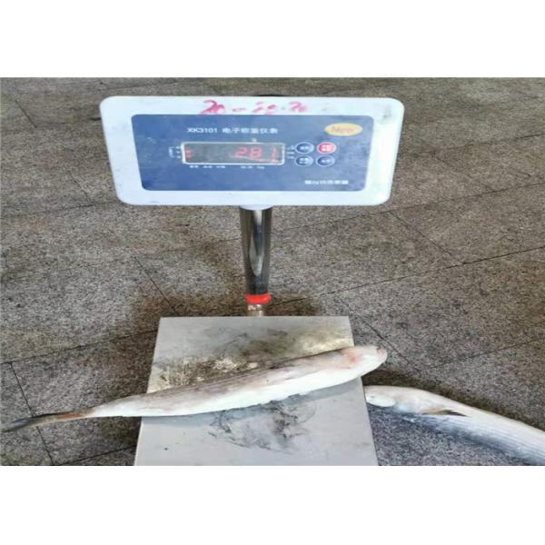 морепродукты BQF 1000g 1500g замерзая рыбы серой кефали