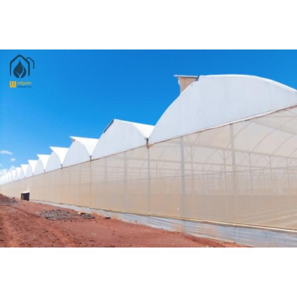 Energy Efficient Tropical Greenhouses Agriculture Multispan Green House Large
