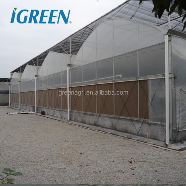 Large Multi-Span PE Film Greenhouse with Single Layer for Hydroponic Tomato Plant Growth