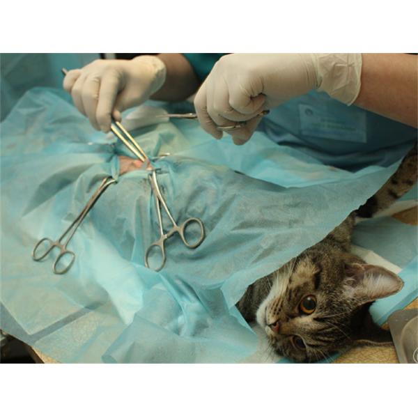 10600nm Veterinary Co2 Laser Wart Removal Surgical 15w Device For Dogs