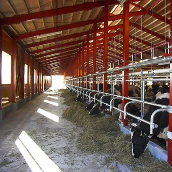 High Quality Modern Design Steel Structure Dairy Farm Living House Prefabricated Cow Shed for Sale