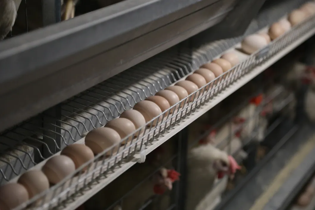 Poultry Farm Automatic Environment Controller Industrial Grade Intelligent Monitoring
