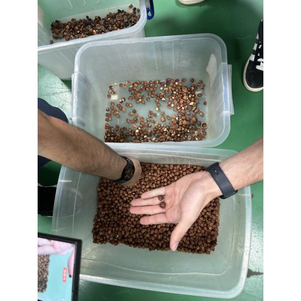 Wenyao Multifunction Hazelnut Color Sorting Machine CCD Camera Nut Color Sorter