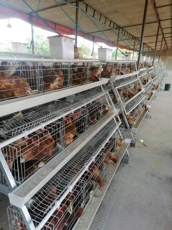 Poultry Farm Automatic Environment Controller Industrial Grade Intelligent Monitoring
