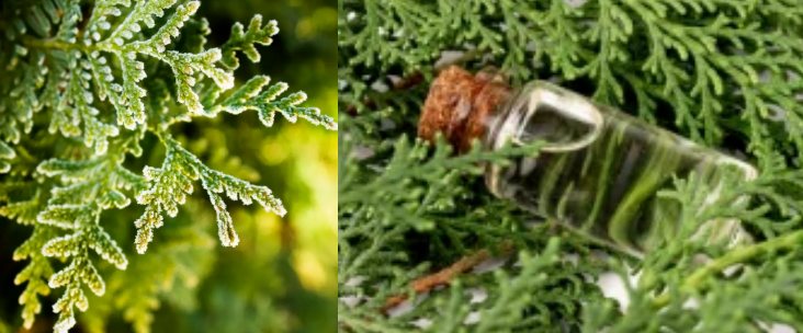 Essential Oil Fragrances Cypress Fragrance Oil For Reed Sticks  &  Scented Candles & Diffusers Home Spay Making