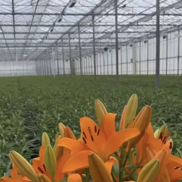 Venlo Glass Greenhouse Hydroponics System for Vegetables Made in the Netherlands