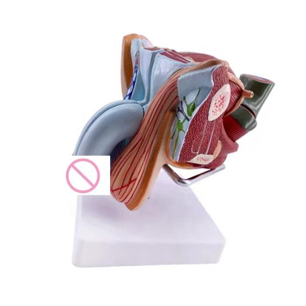 Anatomical demonstration Advanced PVC Male Internal and External Genital Organ Model