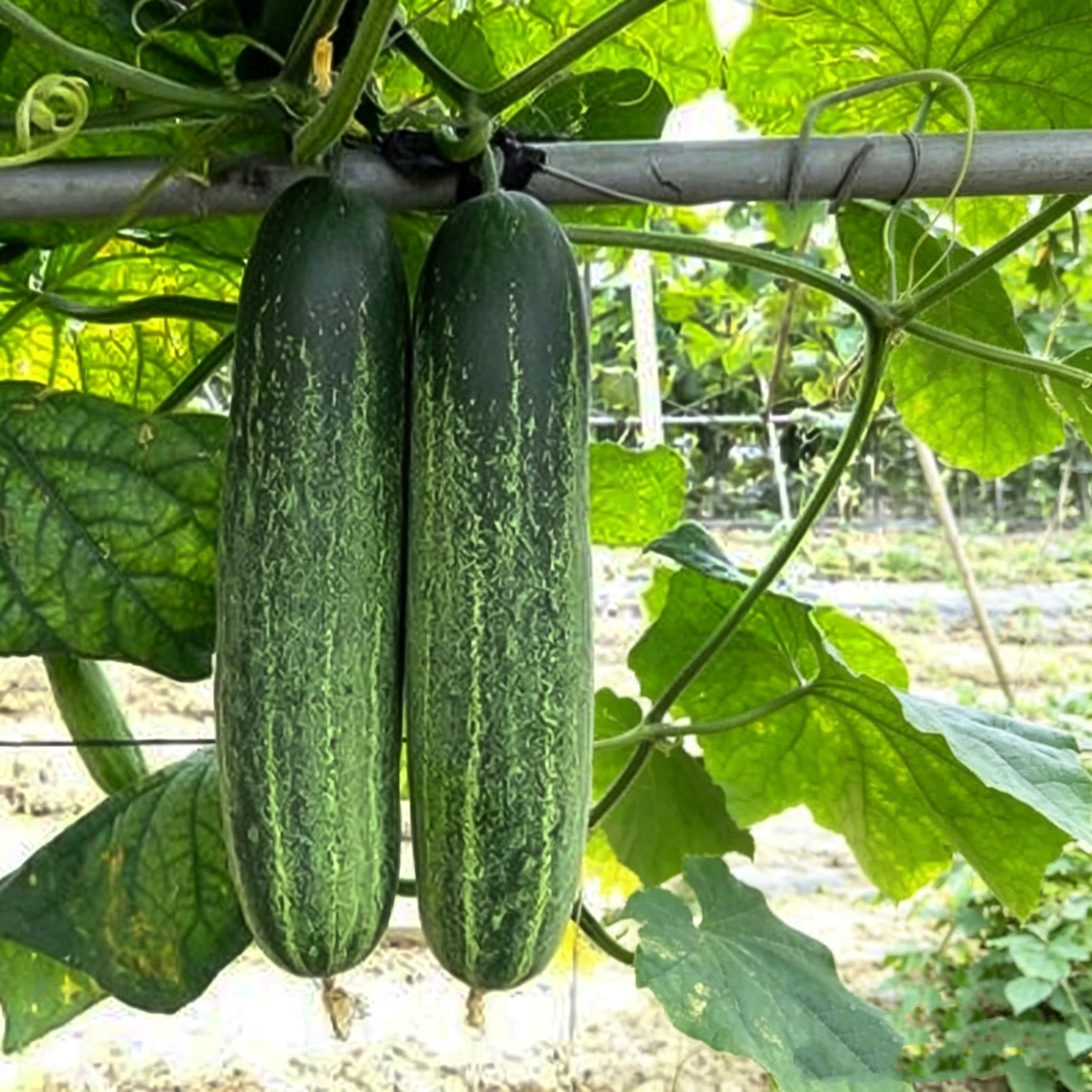 CU04 Jieyang heat tolerate export quality f1 hybrid cucumber seeds for spring and autumn planting