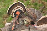 Ventes en gros de plumes naturelles pour cerfs et d'ours Saison de chasse
