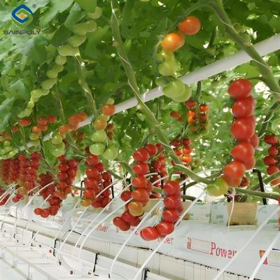 Custom Tomato Greenhouse with Drip Irrigation and LED Grow Lights