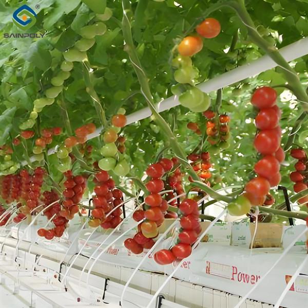 Invernadero de tomate personalizado con riego por goteo y luces de cultivo LED