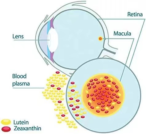 OEM/ODM Private Label Lutein Eye Vision Guard with Zeaxanthin for eye healthcare