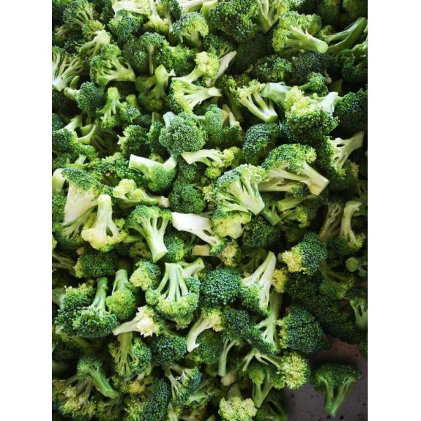 Crop IQF Frozen Broccoli And Frozen Vegetables Quick Frozen Foods