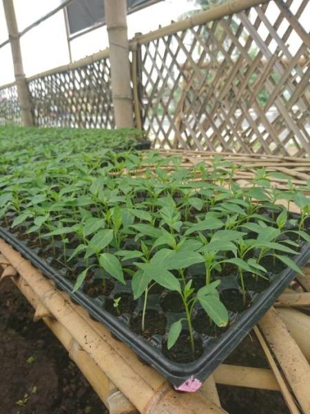 various kind holes plastic Plant Growing generation Trays plastic growing trays for you to plant planters