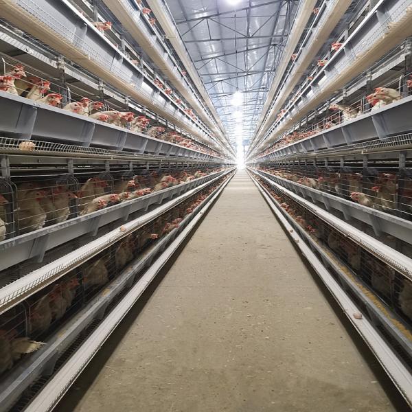 Q235 Standard Steel Layer Chicken Cage Hot Dipped Galvanized