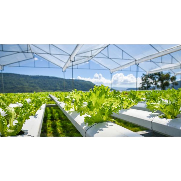 Vertical Soilless Cultivation Planting Lettuce Hydroponic System Indoor Ebb Flow Hydroponics Growing System