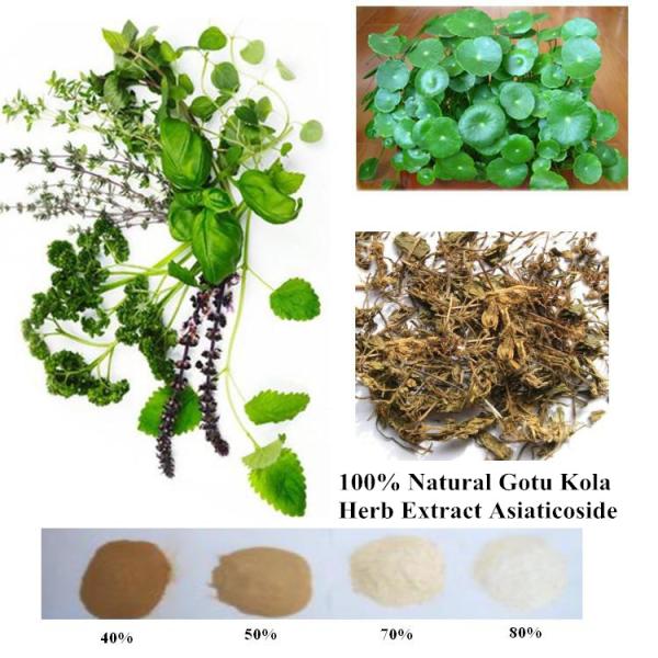 100% Natural Gotu Kola Herb Extract Asiaticoside 95% powder