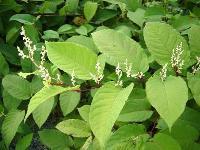 Resveratrol Extract 50%,80%,98%, TCM Extract, CAS: 501-36-0, anti-oxidant, Chinese Manufacturer