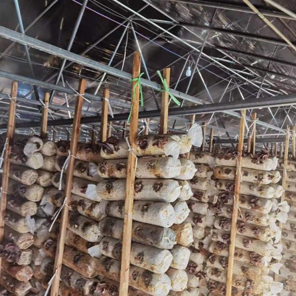 Double Layer Single Span Greenhouse Black Mesh Mushroom Cultivation In Greenhouses