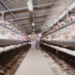 Eco-friendly Prefab Poultry Farm with Wind and Rain Resistant Steel Poultry House and 40-Year Warranty