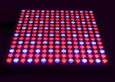 Flat Panel Stylish Indoor Grow LED Lights 38W 45W 310 x 310 x 35mm Convenient